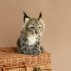 Lynx Cub Animal>Hansa Hot
